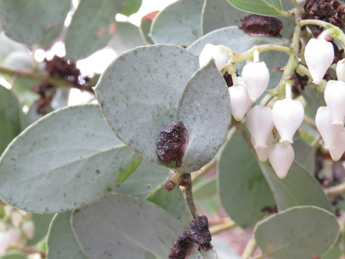 iNaturalist observation photo of Manzanita Leafgall Aphid