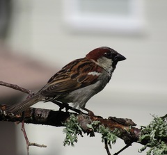 Passer domesticus domesticus