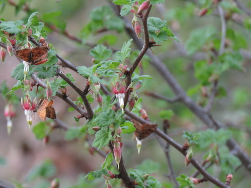iNaturalist observation photo of currants and gooseberries