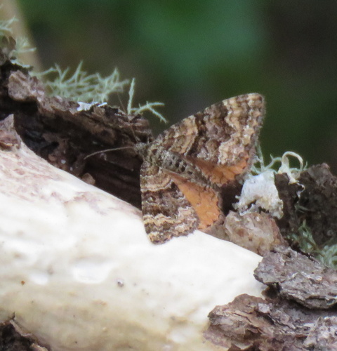 iNaturalist observation photo of Orange-winged Carpet