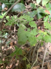 Prostanthera askania
