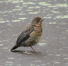 Turdus merula merula