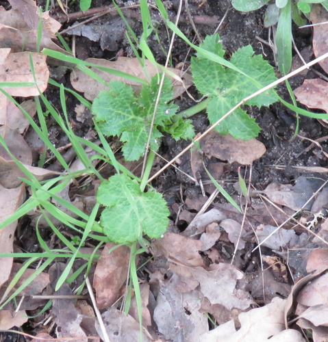 iNaturalist observation photo of Pacific Sanicle