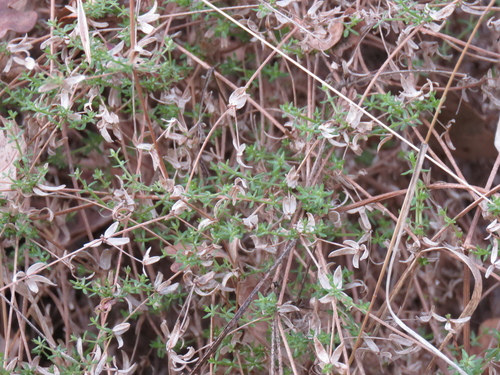 iNaturalist observation photo of bedstraws
