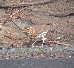 Turdus philomelos clarkei