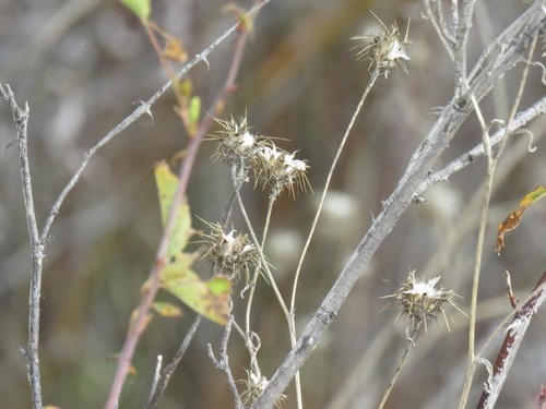iNaturalist observation photo of Maltese star-thistle