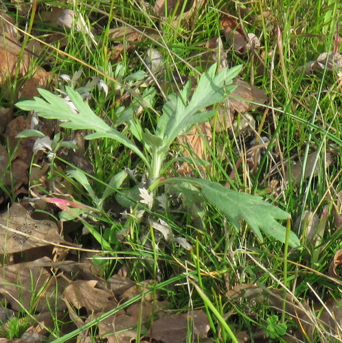 iNaturalist observation photo of California mugwort