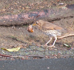 Turdus philomelos clarkei
