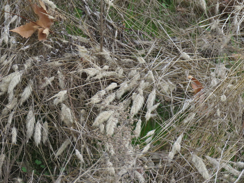 iNaturalist observation photo of rabbitfoot grass