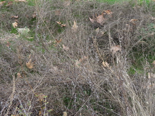 iNaturalist observation photo of California mugwort