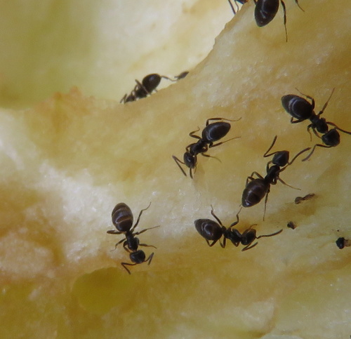 iNaturalist observation photo of Odorous House Ant