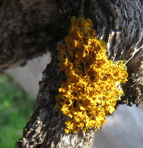 iNaturalist observation photo of Poplar Sunburst Lichen