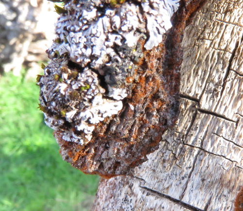 iNaturalist observation photo of Trentepohlia