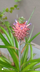 Ananas comosus microstachys
