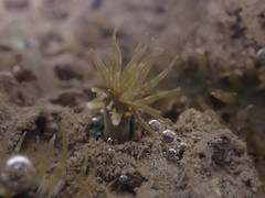 Anthopleura dixoniana