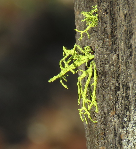 iNaturalist observation photo of wolf lichen