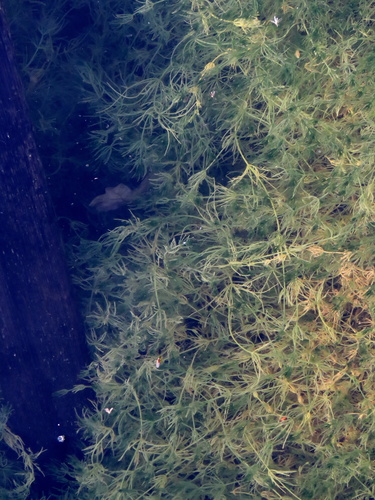 iNaturalist observation photo of common stonewort