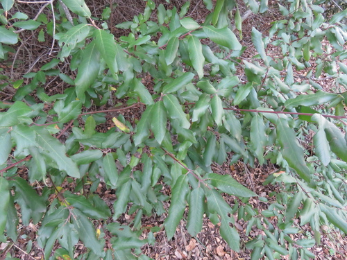 iNaturalist observation photo of coffeeberry