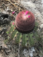 Melocactus ernestii