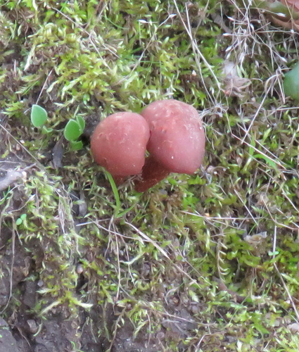 iNaturalist observation photo of Deceivers