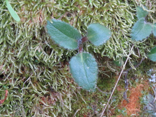 iNaturalist observation photo of Early saxifrages