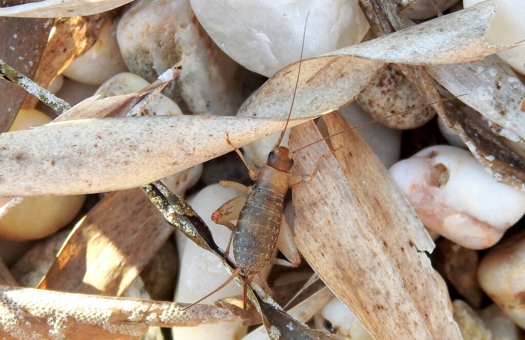 Scaly Cricket