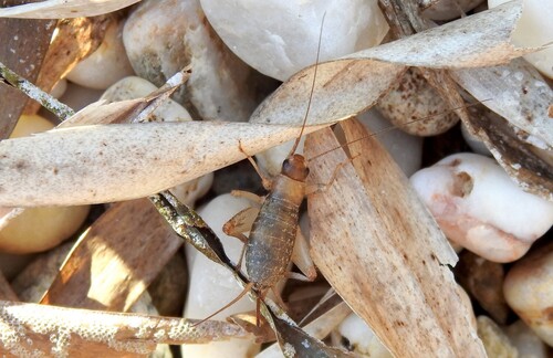 Scaly Cricket