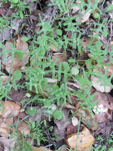 iNaturalist observation photo of white fiesta flower