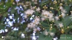 Syzygium myrtifolium