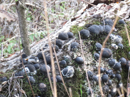 iNaturalist observation photo of Cramp Balls