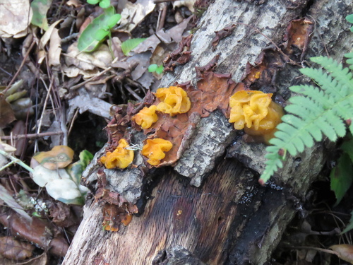 iNaturalist observation photo of golden ear