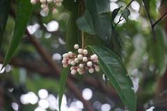 Syzygium pycnanthum