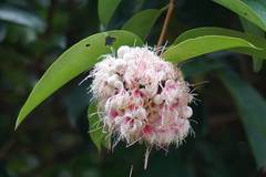 Syzygium pycnanthum