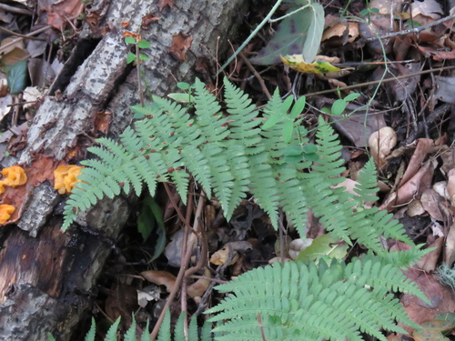 iNaturalist observation photo of coastal woodfern