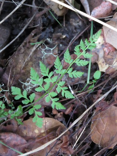 iNaturalist observation photo of brittle bladderfern