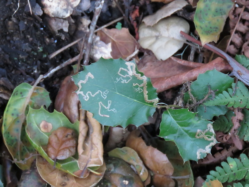 iNaturalist observation photo of Stigmella