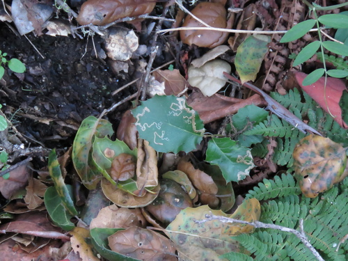 iNaturalist observation photo of coast live oak
