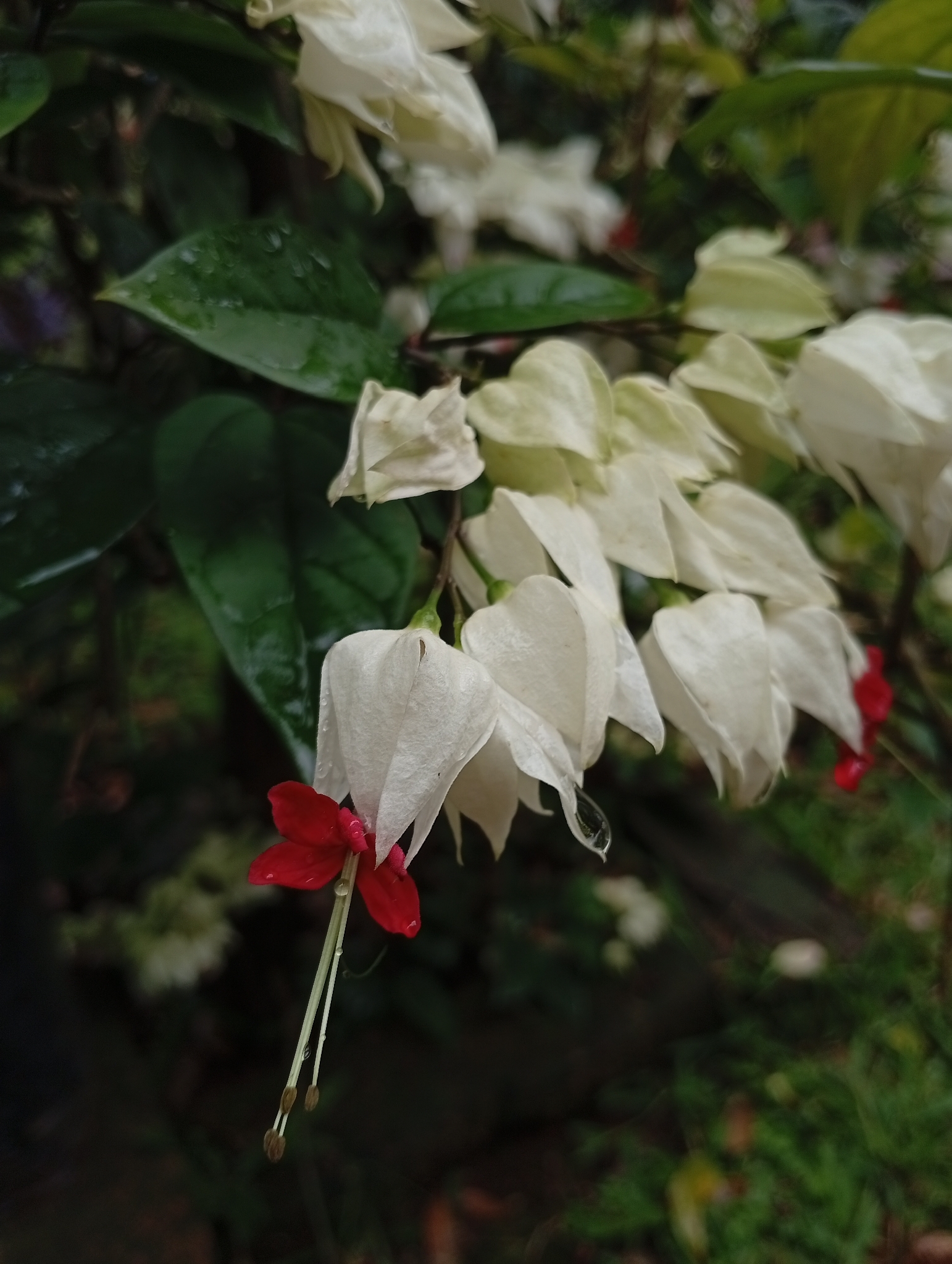 Clerodendrum thomsoniae