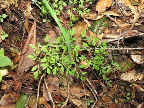 iNaturalist observation photo of carrot family
