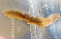 Acotylea