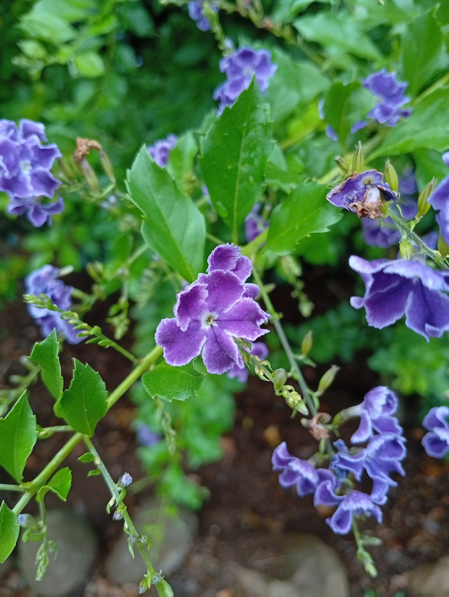 Duranta erecta