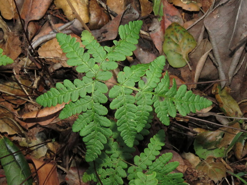 iNaturalist observation photo of goldback fern