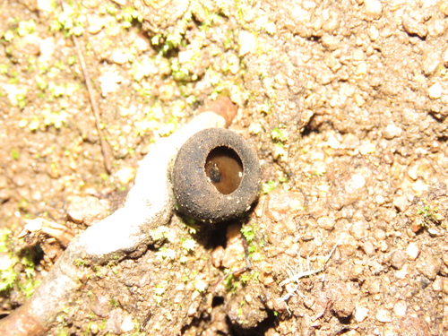 iNaturalist observation photo of Sarcosomataceae