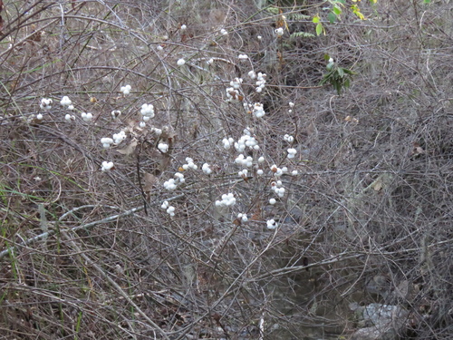 iNaturalist observation photo of Common Snowberry