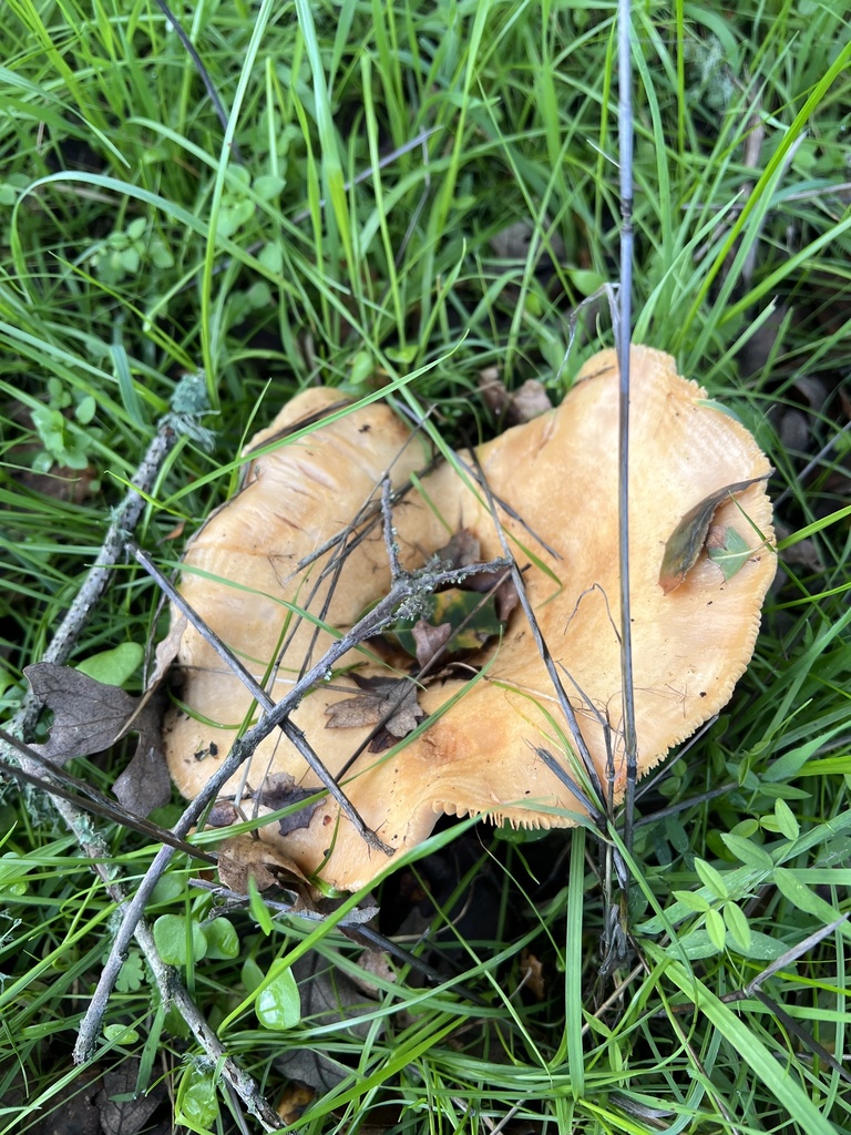 Lactarius alnicola · December 2025 · photo: © hydrocycler (iNaturalist, cc-by)