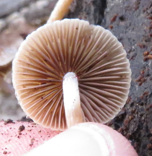 iNaturalist observation photo of Fungi Including Lichens
