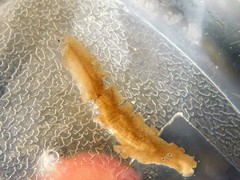 Acotylea