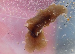 Acotylea