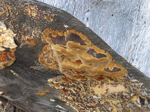 iNaturalist observation photo of Mustard Yellow Polypore