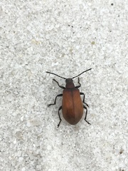 Ecnolagria rufescens